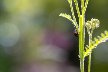 ladybug on a leaf with blurred beautiful background 
