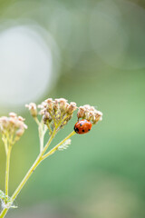 ladybug on a leaf with blurred beautiful background 