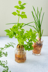 Growing from organic waste, sprouting carrots and beets at home, onions and celery and garlic,...
