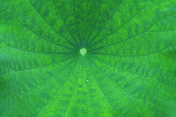 Close up on green lotus flower leaf with dew as background