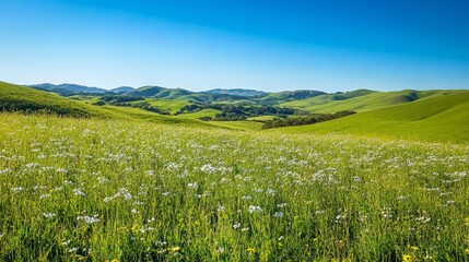 Fototapeta premium Lush Wildflower Meadow in Rolling Hills