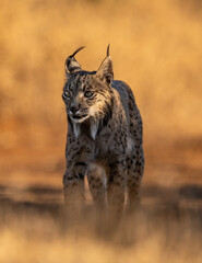 Obraz premium Iberian lynx at sunrise