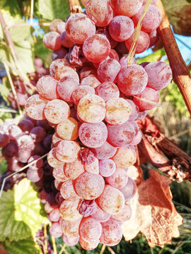 Aromatic grape of gewurztraminer on wineyard. Vendage tardive harvest time. Sugared aromatic alsacian wine