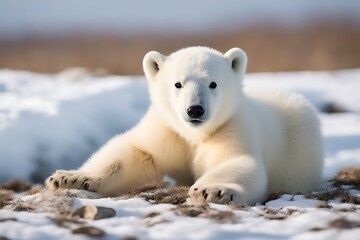 white polar sitting background ursus maritimus months cub bear old 3 animal isolated on fur wildlife alone wild baby furry portrait front view cute no people vertebrate horizontal young mammal