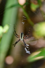 Garden Spider