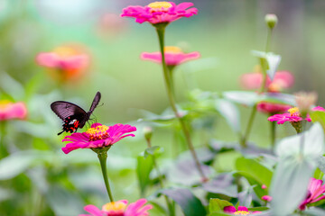 Close-up background of colorful flowers that grow in parks or forests for butterflies to pollinate...