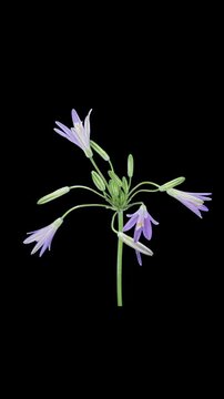Time lapse of blooming Brodiaea flower, vertical orientation