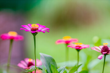 Close-up background of colorful flowers that grow in parks or forests for butterflies to pollinate and expand the species in the future.