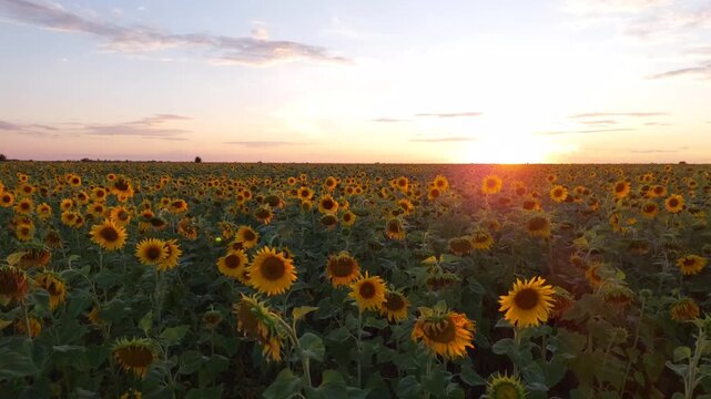Sunflower field at sunset in Kazakhstan. Field with growing sunflowers in the evening.