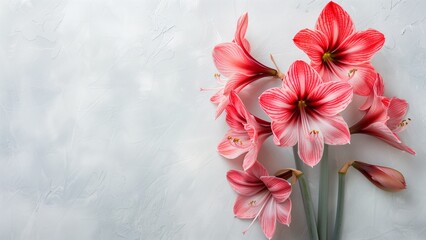  a frame of flower isolated background