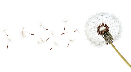 Dandelion flower seeds flying in the wind isolated on a white background