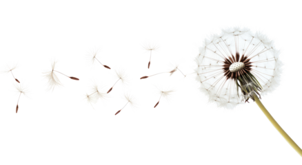 Dandelion flower seeds flying in the wind isolated on a white background