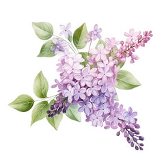 Beautiful lilac flowers with green leaves, isolated on a white background. Perfect for spring-themed designs and floral arrangements.