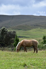Caballo pastando en un prado abierto verde, lleno de montañas, Caballo de pura sangre