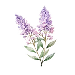 Delicate watercolor painting of purple lavender flowers with green leaves on a white background.