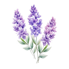 Obraz premium Beautiful watercolor illustration of lavender flowers. Perfect for greeting cards, invitations, and home decor projects.