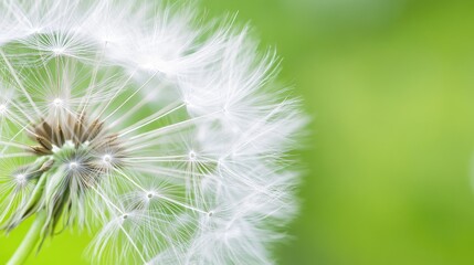Fototapeta premium Detailed view of a dandelion seed head with a blurred green backdrop, capturing the intricate white seeds and delicate texture