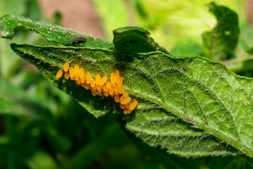 Colorado potato beetle eggs eat potato leaves, Leptinotarsa decemlineata.