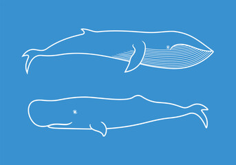 Whale outline. Isolated whale on white background