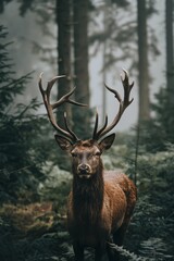 A deer with impressive antlers stands serenely in a misty forest setting, surrounded by dense trees and foliage.