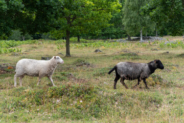 Obraz premium herd of sheep
