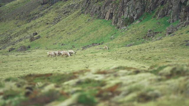 Pairie avec des rennes en islande