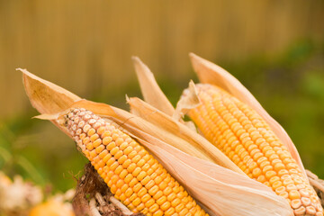 Corn on the cob on the table harvest