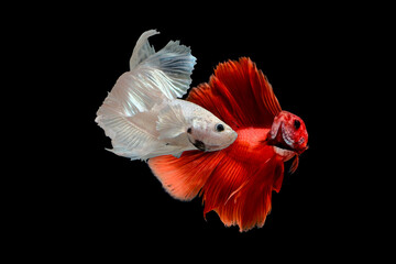 Obraz premium Wallpaper Betta fish fighting