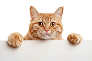 Close-up of curious ginger cat peeking. Head of orange cat with paws curiously looking out from edge of white background. Isolated portrait of funny pet