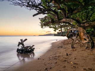driftwood on the beach , Kauai , hawaii
