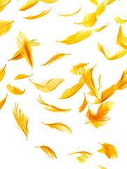 Fototapeta premium Yellow Feathers isolated against a white background. Floating feathers. Falling bird feathers. Bokeh. Motion blur. Bird, angel or demon feathers. Fantasy glowing feathers floating down.