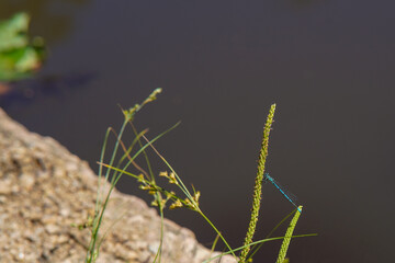 Azure damselfly on a leaf