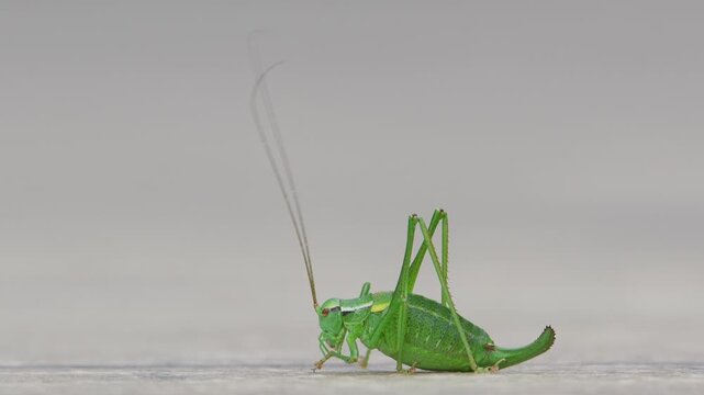 Barbitistes constrictus - bush cricket from Czech republic. Isolated on white blurred background. Czech republic nature.
