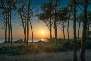Stone pine trees, beach and sea at sunset in Marina di Cecina, Tuscany, Italy
