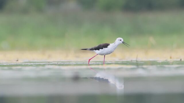 Himantopus himantopus aka Black-winged Stilt is walking in the swamp. Funny wader bird with long red legs. Zicksee, Austria.