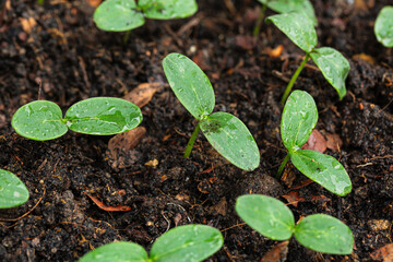 Close-up of seedlings,Fresh young green seedlings having just germinated in soil slowly rise above...