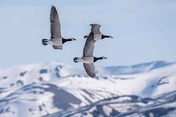 Barnacle Geese flying in front of sunlit and snowy mountains in Svalbard