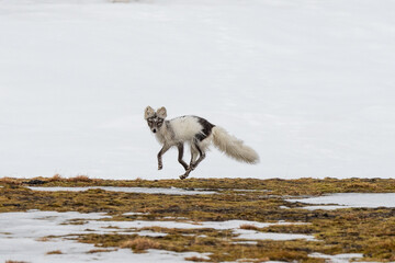 An Arctic Fox running across snow covered ground in Svalbard