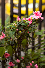flowers in the garden