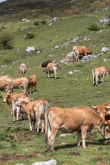 Picos de Europa (Asturias)