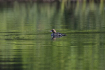 Parc Mauricie Lac Du Caribou 4 Août 2024 