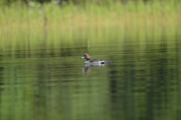 Parc Mauricie Lac Du Caribou 4 Août 2024 