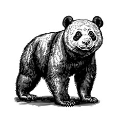 Vector illustration of a panda in the style of a black-and-white vintage engraving with detailed line and texture work, an elegant and refined drawing for print and design