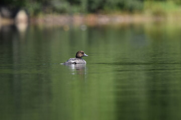 Parc Mauricie Lac Du Caribou 4 Août 2024 