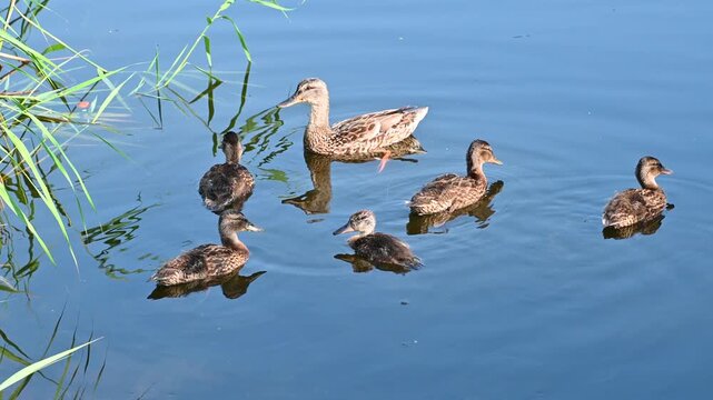 A duck with ducklings swims in a pond. Birds in nature. Wildlife.
