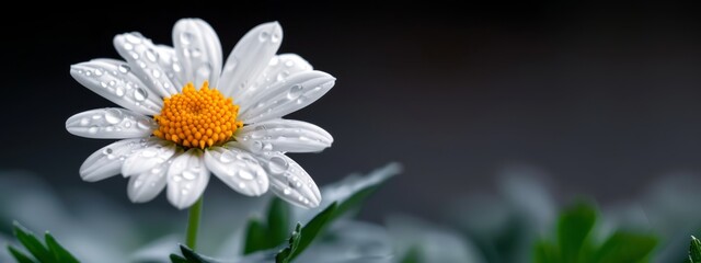  A tight shot of a white flower, adorned with water beads on its petals, and green leaves in the near proximity
