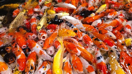 Top view plenty of colorful Koi fish or Japanese Koi carp swimming freely in the healthy pond. Fishes open mouth finding food.