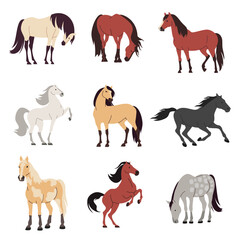 Set of flat vector illustrations on white background. Horses of different colors and breeds . Vector illustration