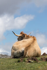 Picos de Europa (Asturias)