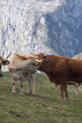 Picos de Europa (Asturias)